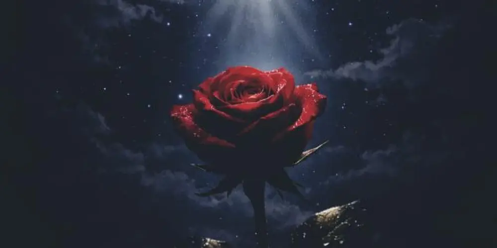 Imagem do grupo de WhatsApp 𝐍𝐢𝐠𝐡𝐭 𝐒𝐡𝐚𝐝𝐞🌙🌹
