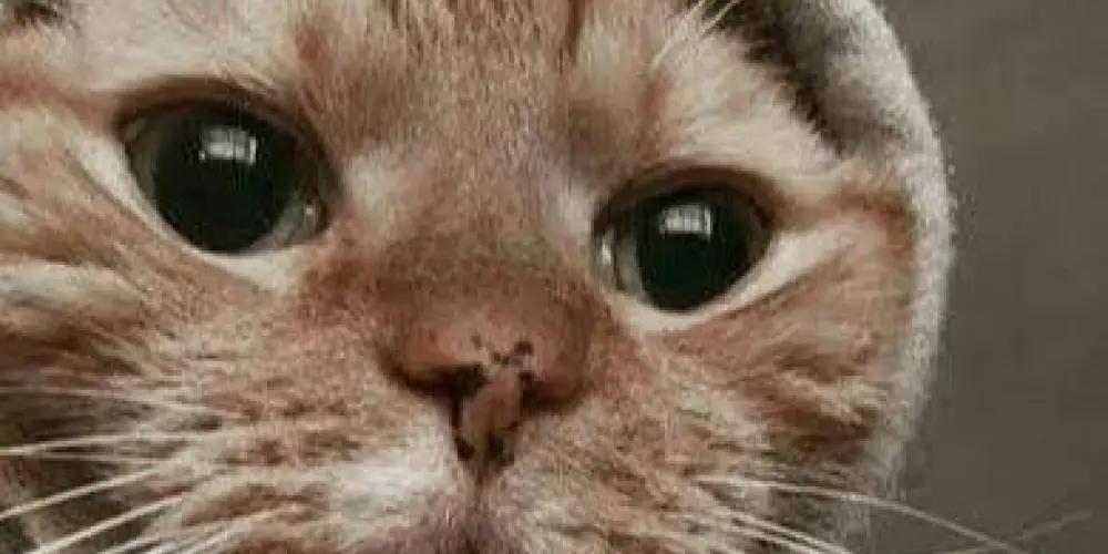 Imagem do grupo de WhatsApp 𝗢𝗦 𝗗𝗘𝗦𝗢𝗖𝗨𝗣𝗔𝗗𝗢𝗦✌🏻📌