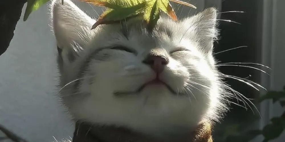 Imagem do grupo de WhatsApp 𝓤𝓶 𝓰𝓻𝓾𝓹𝓸 𝓷𝓸𝓻𝓶𝓪𝓵