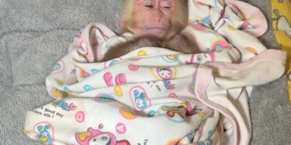 Imagem do grupo de WhatsApp 𝙶𝚛𝚞𝚙𝚘 𝚍𝚎 𝚏𝚒𝚐𝚞𝚛𝚒𝚗𝚑𝚊𝚜 - 𝚂𝚔𝚢𝚗𝚎𝚝