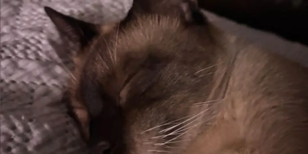 Imagem do grupo de WhatsApp 𝕮𝖍𝖆𝖒𝖆 𝖉𝖔 𝕮𝖆𝖔𝖘