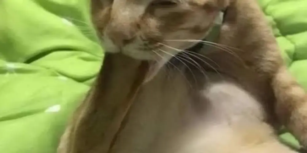 Imagem do grupo de WhatsApp 𝑺𝑯𝑰𝑻𝑷𝑶𝑺𝑻 𝑼𝑵𝑫𝑬𝑹𝑮𝑹𝑶𝑼𝑵𝑫 💦