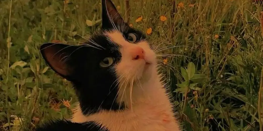 Imagem do grupo de WhatsApp 𝐒𝐭𝐚𝐫 𝐙𝐁𝐨𝐲𝐬