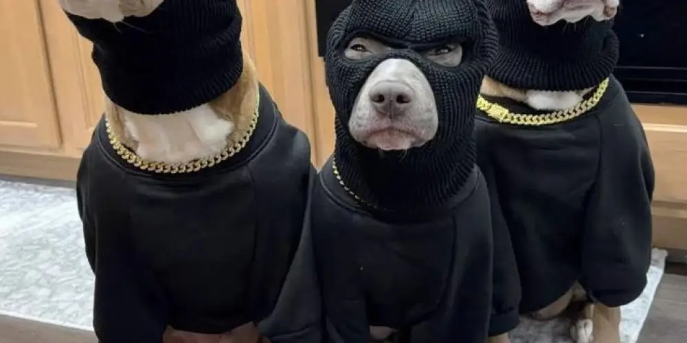 Imagem do grupo de WhatsApp 𝗥𝗘𝗦𝗘𝗡𝗛𝗔 𝗗𝗘 ᴬᴹᴵᴳᴼˢ