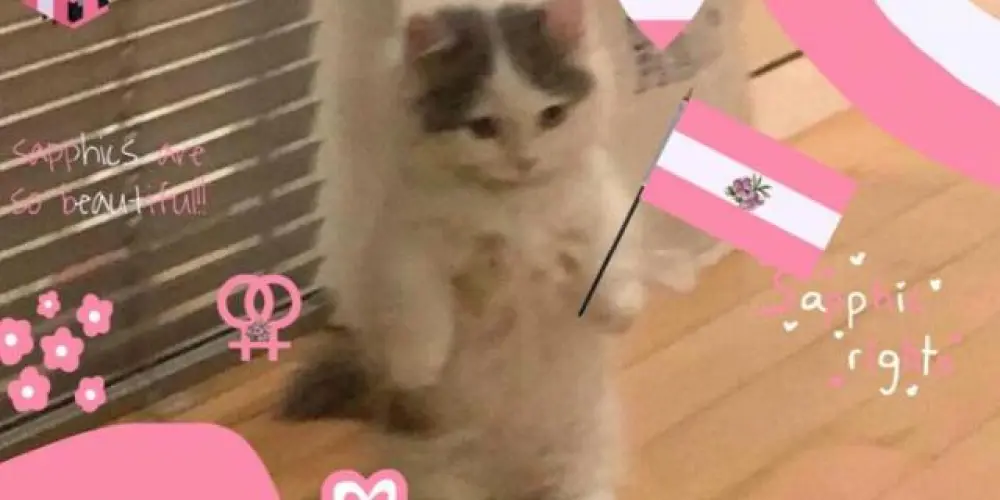 Imagem do grupo de WhatsApp 𝑆𝑎́𝑓𝑖𝑐𝑎𝑠 𝑙𝑜𝑢𝑐𝑎𝑠 🏳‍🌈