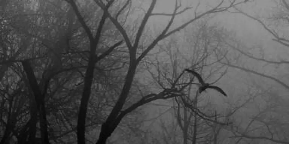 Imagem do grupo de WhatsApp ﴾ 𝐖𝐇𝐈𝐓𝐄 𝐅𝐎𝐆 : 𝑺𝒊𝒍𝒆𝒏𝒄𝒆 𝒊𝒔 𝒘𝒂𝒕𝒉𝒊𝒏𝒈 ﴿ ‏─ .✦🌫️