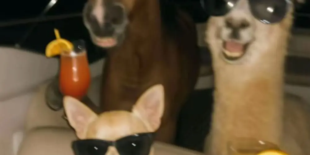 Imagem do grupo de WhatsApp 𝖂𝖆𝖛𝖊 𝖔𝖋 𝖋𝖗𝖎𝖊𝖓𝖉𝖘𝖍𝖎𝖕