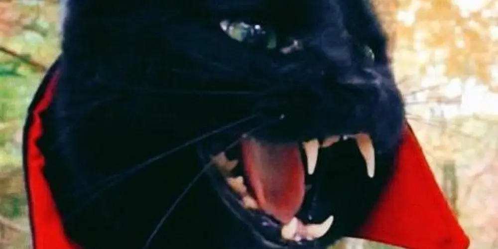 Imagem do grupo de WhatsApp 𝘷𝘢𝘮𝘱𝘪𝘳𝘦'𝘴 𝘤𝘰𝘮𝘮𝘶𝘯𝘪𝘵𝘺 🧛🏼