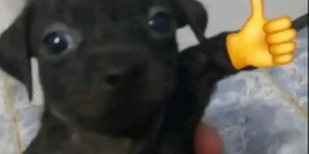 Imagem do grupo de WhatsApp 🏛️✧°♱༺ 𝕻𝖆𝖗𝖆𝖉𝖔𝖝༻♱°✧🏛️