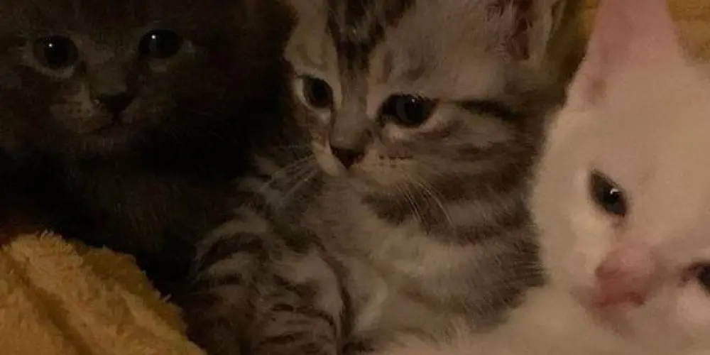 Imagem do grupo de WhatsApp ⚔️🖤 𝕮𝖍𝖆𝖙 𝕮𝖞𝖇𝖊𝖗 𝕶𝖓𝖎𝖌𝖙𝖍𝖘⚔️🖤