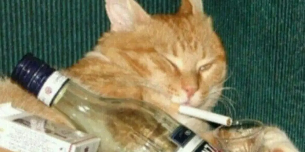 Imagem do grupo de WhatsApp 🇲🇦⃟𒄆 𝙏𝙃𝙀 𝙃𝙀𝙇𝙇 ☠︎︎⃤⁩