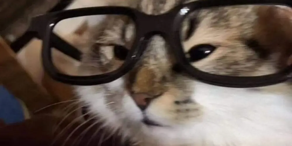 Imagem do grupo de WhatsApp 𝕮𝖆𝖓𝖙𝖎𝖓𝖍𝖔 𝕯𝖔 𝕮𝖆𝖋𝖊́ ☕