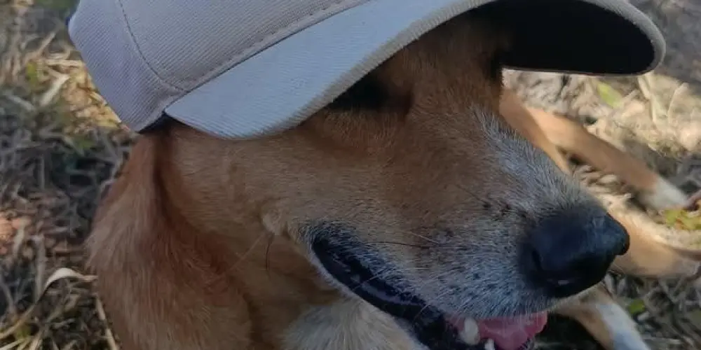 Imagem do grupo de WhatsApp 𝑹𝒆𝒔𝒆𝒏𝒉𝒂💯