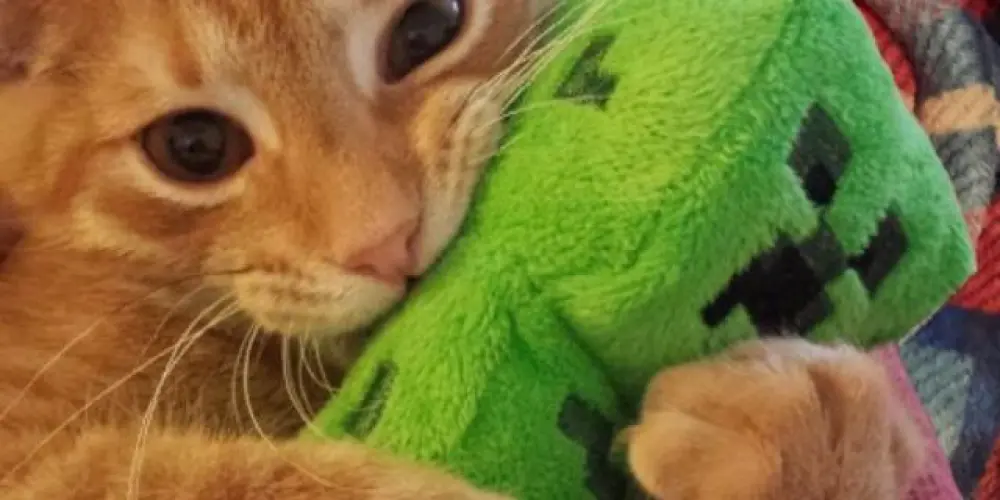 Imagem do grupo de WhatsApp 𝙰𝚖𝚒𝚣𝚊𝚍𝚎𝚜 + 𝚟𝚒𝚋𝚎 🍂