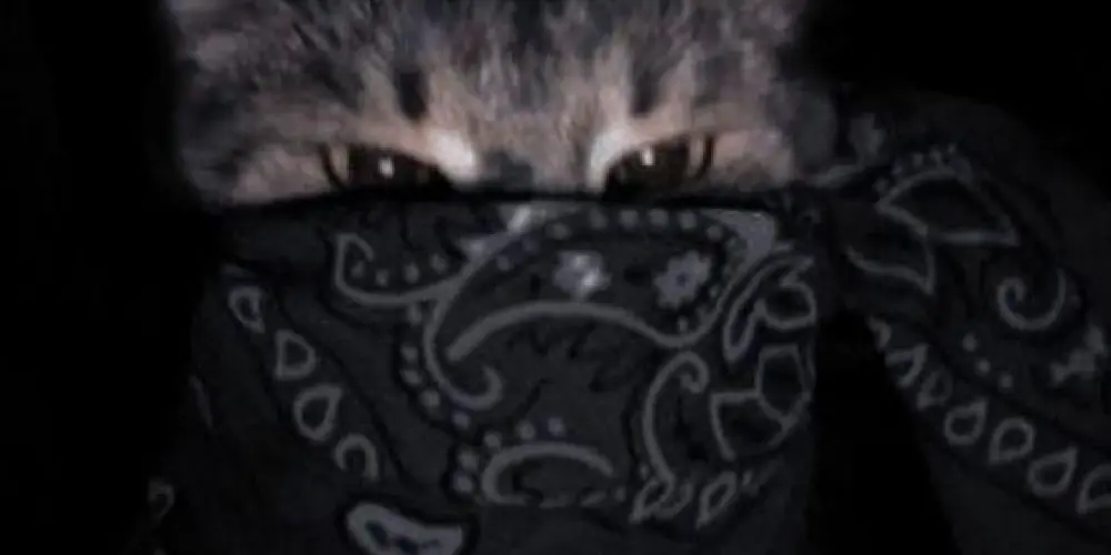 Imagem do grupo de WhatsApp ✦𝐏𝐒𝐈𝐂𝐎𝐒𝐄✦