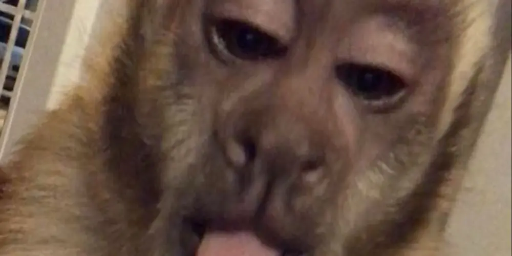 Imagem do grupo de WhatsApp 🙉 𝘏𝘖𝘚𝘗𝘐́𝘊𝘐𝘖 𝘊𝘖𝘔𝘜𝘕𝘐𝘚𝘛𝘈 𝘗𝘈𝘌