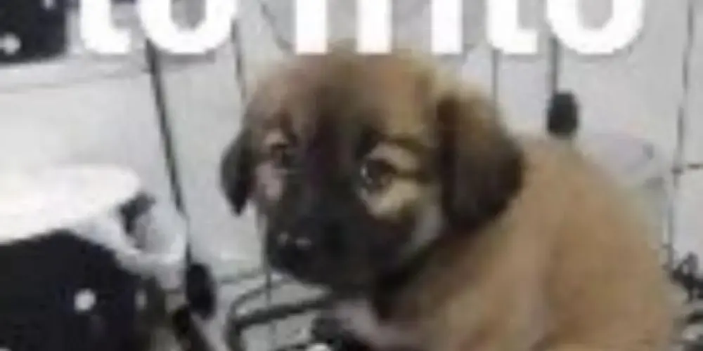 Imagem do grupo de WhatsApp ☆†ＳＷɅＴ ＢＬＡＣＫ ⚡⁕͜⁕