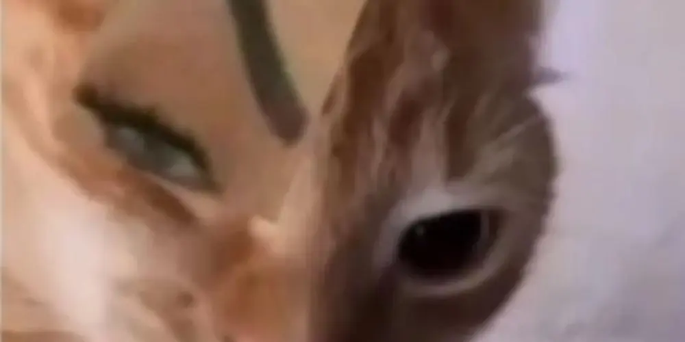 Imagem do grupo de WhatsApp 𝕿𝖍𝖊 𝖇𝖊𝖘𝖙𝖘 🏳️‍🌈