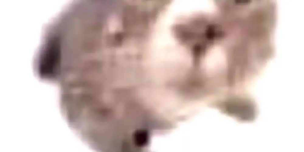 Imagem do grupo de WhatsApp 👅❕ᎧᏕ ᎷᏋᏝᏂᎧᏒᏋᏕ❕👅