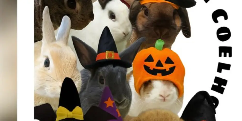 Imagem do grupo de WhatsApp 𝕗𝕒𝕞𝕚𝕝𝕚𝕒 𝕔𝕠𝕖𝕝𝕙𝕠 🐰