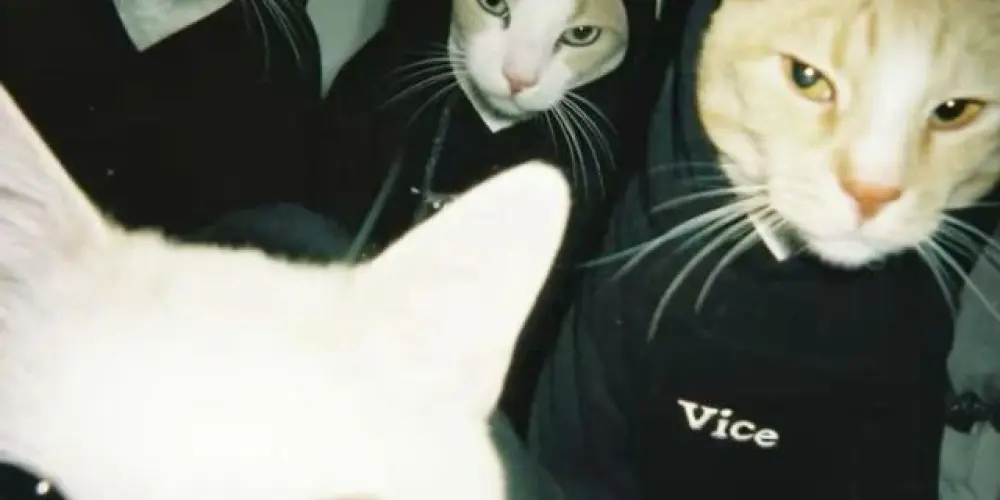 Imagem do grupo de WhatsApp 𝑨𝑴𝑰𝒁𝑨𝑫𝑬𝑺 𝑳𝑬𝑨𝑰𝑺 🍷🗿