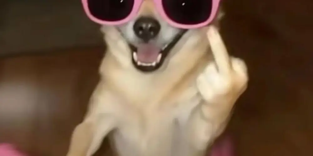 Imagem do grupo de WhatsApp ┆☆┆⏤͟͟͞͞☆𝐀𝐏𝐎𝐂𝐀𝐋𝐈𝐏𝐓𝐈𝐂𝐎𝐒┆