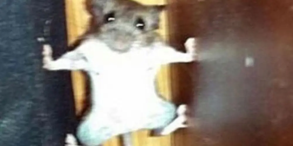 Imagem do grupo de WhatsApp 𝕸𝖎𝖌𝖚𝖊𝖑 𝖝 𝕴𝖆𝖌𝖔 ⚔️🏳️‍🌈