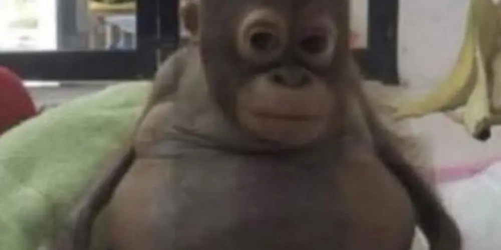 Imagem do grupo de WhatsApp 𝕡𝕝𝕒𝕟𝕖𝕥𝕒 𝕕𝕠𝕤 𝕞𝕒𝕔𝕒𝕔𝕠𝕤