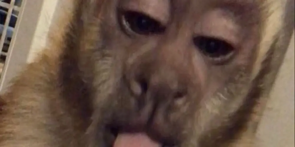 Imagem do grupo de WhatsApp 🙉 𝘏𝘖𝘚𝘗𝘐́𝘊𝘐𝘖 𝘊𝘖𝘔𝘜𝘕𝘐𝘚𝘛𝘈 𝘗𝘈𝘌