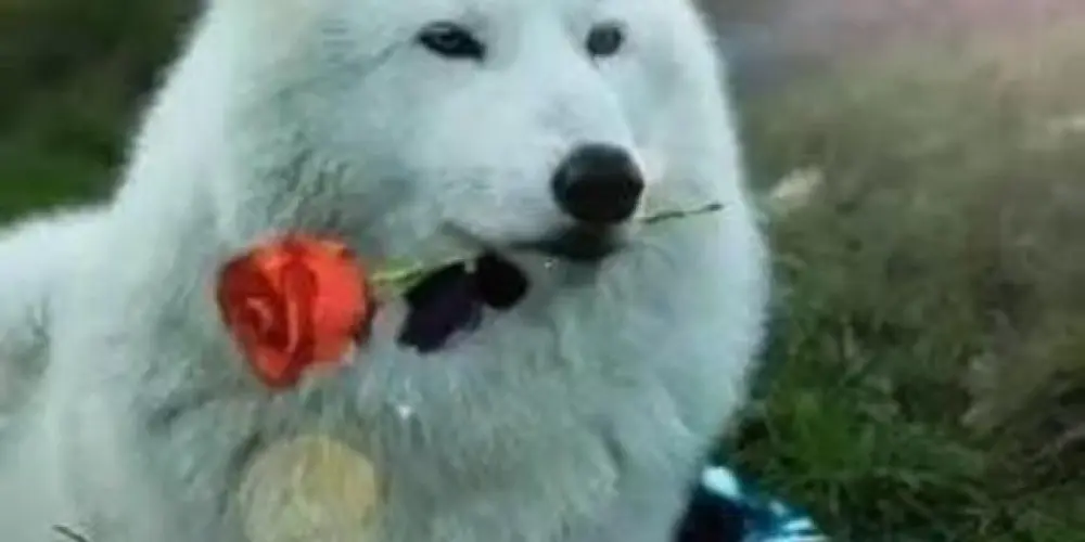 Imagem do grupo de WhatsApp 🌹𝑎𝑚𝑜𝑟 𝑠𝑒𝑚 𝑓𝑖𝑚🌹