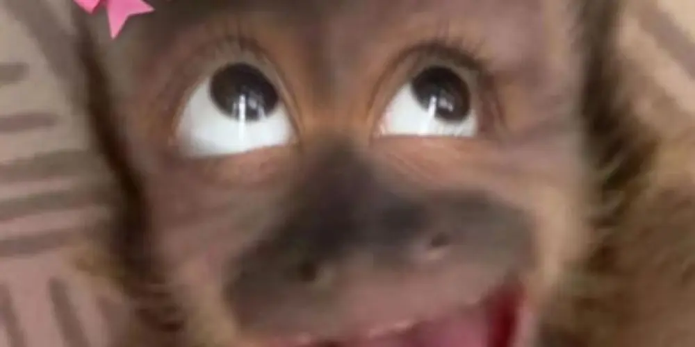 Imagem do grupo de WhatsApp 𝕲𝕽𝖀𝕻𝕴𝕹𝕳𝕺 𝕯𝕬 𝕽𝕰𝕾𝕰𝕹𝕳𝕬