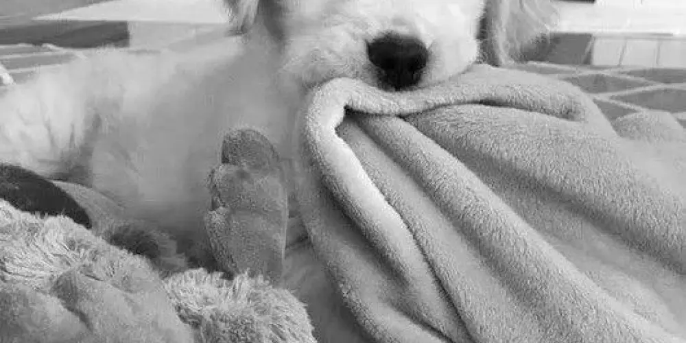 Imagem do grupo de WhatsApp 𝓝𝓲𝓷𝓱𝓸 𝓭𝓮 𝓕𝓵𝓾𝓯𝓯𝓲𝓮𝓼 🧸