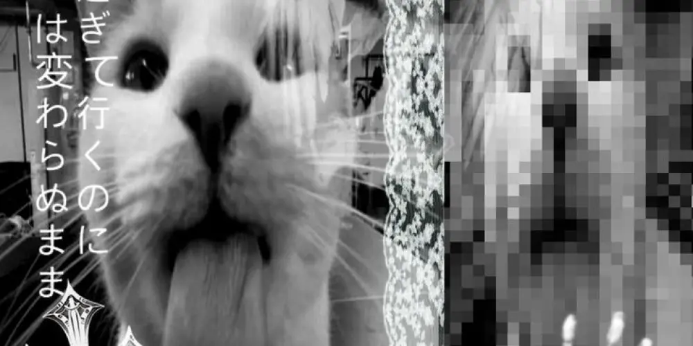 Imagem do grupo de WhatsApp 𝐕𝐀𝐌𝐏 𝓝𝔂𝔁