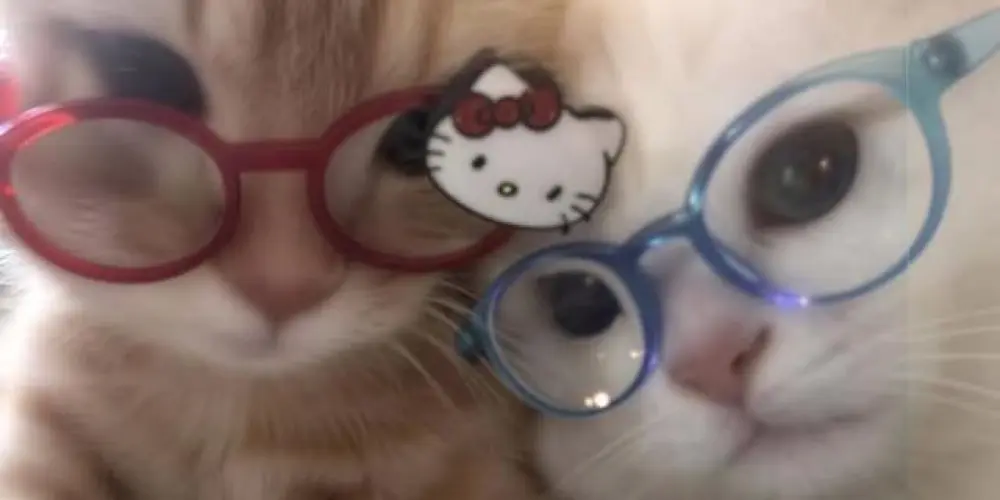 Imagem do grupo de WhatsApp 𝒪𝑠 𝑑𝑒𝑠𝑎𝑗𝑢𝑠𝑡𝑎𝑑𝑜𝑠 ☆