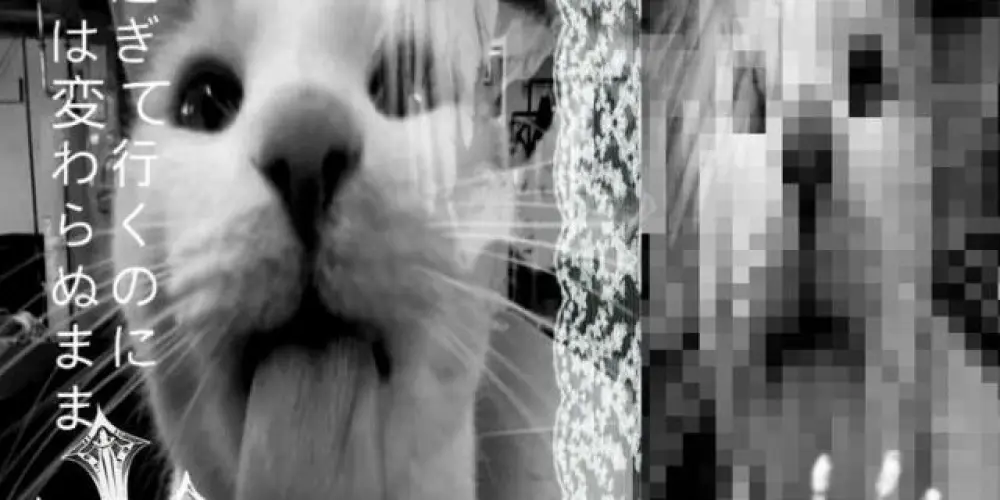 Imagem do grupo de WhatsApp ✮    '𝐕𝐀𝐌𝐏 ☥  𝓝𝔂𝔁