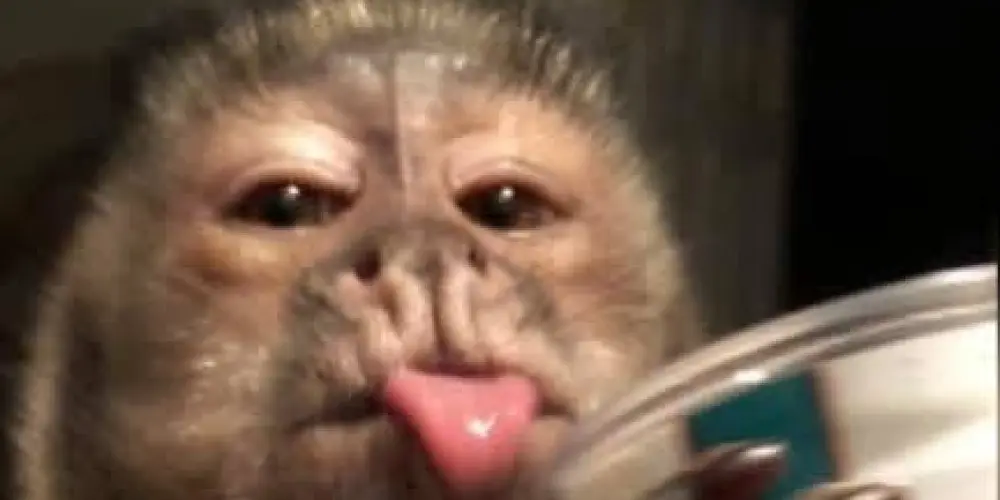 Imagem do grupo de WhatsApp ╰☆ 𝑺𝒖𝒓𝒕𝒐 𝑪𝒐𝒍𝒆𝒕𝒊𝒗𝒐 ☆╮