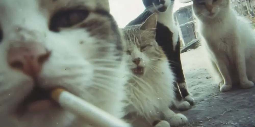 Imagem do grupo de WhatsApp .•°¤*(¯`★´¯)*¤° 𝔐𝔦𝔪𝔦𝔪𝔦 𝔷𝔢𝔯𝔬 °¤*(¯´★`¯)*¤°•.