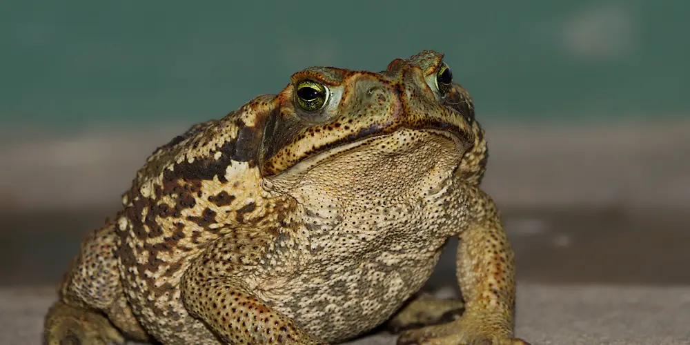 Imagem do grupo de WhatsApp 「𝟷𝟸𝟹」ᴘʀᴏᴊᴇᴄᴛ 〣❖