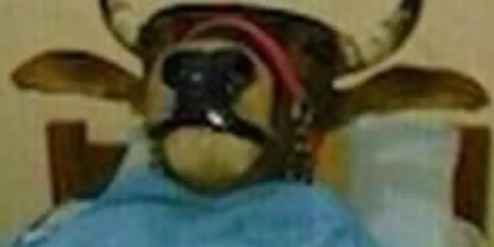 Imagem do grupo de WhatsApp ⚜️ 𝘨𝘰𝘭𝘥𝘦𝘯 𝘱𝘢𝘭𝘢𝘤𝘦 ⚜️