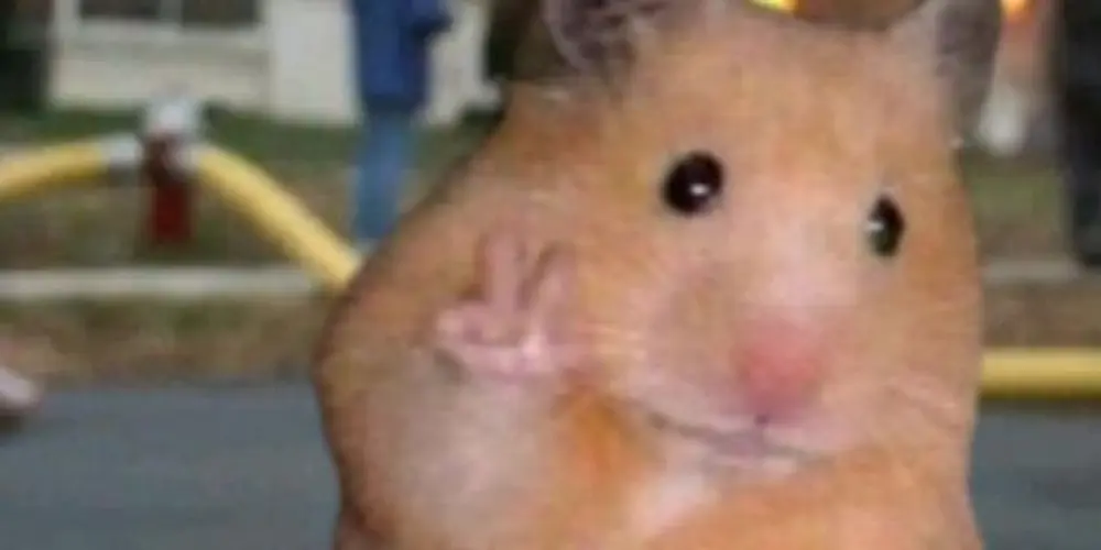 Imagem do grupo de WhatsApp 𝔊𝔞𝔩𝔢𝔯𝔞 𝔡𝔬 𝔣𝔲𝔫𝔡𝔞̃𝔬💎