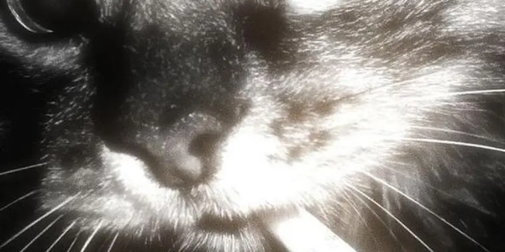 Imagem do grupo de WhatsApp 𝐬𝐞𝐦 𝐥𝐢𝐦𝐢𝐭𝐞𝐬 𝟐.𝟎