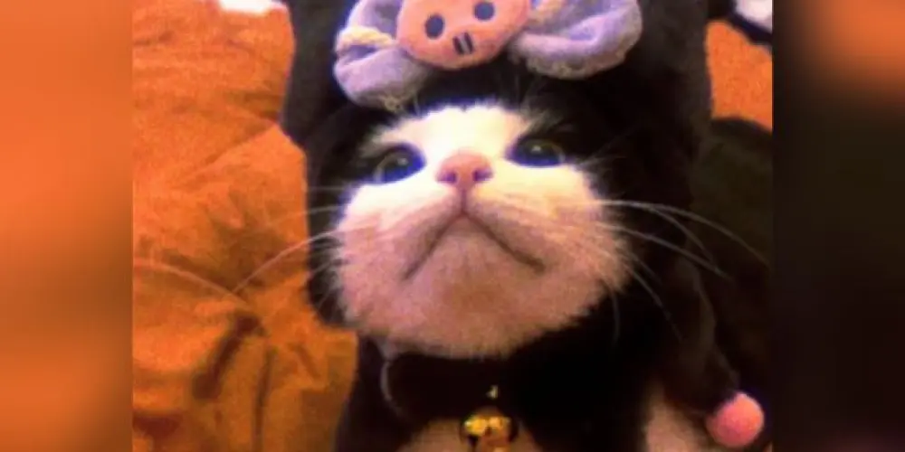 Imagem do grupo de WhatsApp 💕 𝘾𝙡𝙪𝙗𝙚 𝙨𝙚𝙜𝙧𝙚𝙙𝙤 𝙙𝙖𝙨 𝙜𝙖𝙩𝙞𝙣𝙝𝙖𝙨 💕