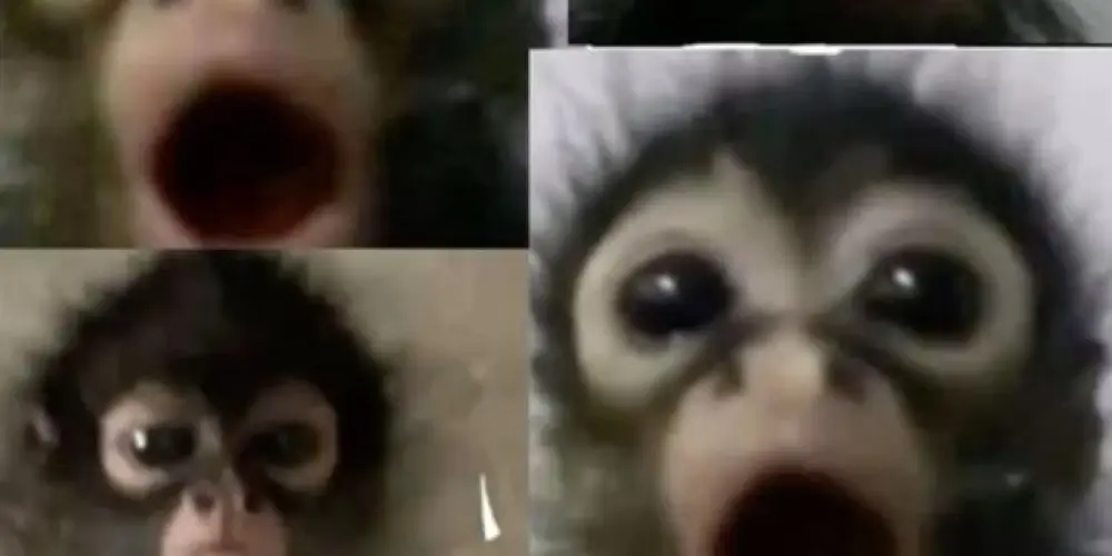 Imagem do grupo de WhatsApp 𝓐𝓶𝓲𝔃𝓪𝓭𝓮𝓼