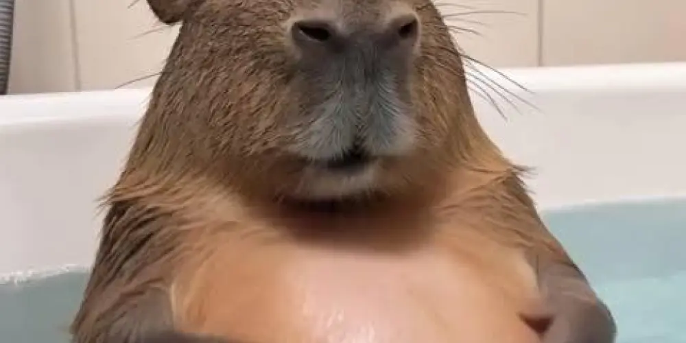 Imagem do grupo de WhatsApp 🔥🇩🇪 𝕿𝖗𝖔𝖕𝖆 𝖉𝖆 𝕮𝖆𝖕𝖎𝖛𝖆𝖗𝖆 🇩🇪🔥