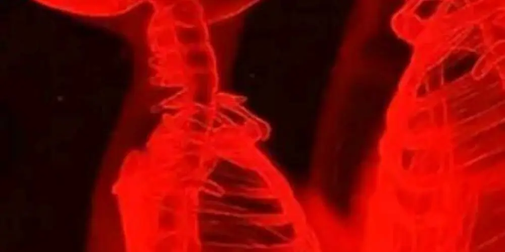 Imagem do grupo de WhatsApp 𝓐𝓶𝓲𝓰𝓸𝓼 𝓵𝓲𝓰𝓱𝓽💫🫦