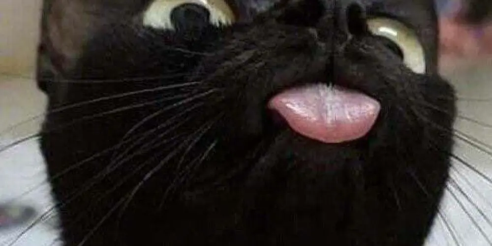 Imagem do grupo de WhatsApp 𝑆𝒽𝒾𝓉 𝑂𝓃𝑒 𝑆𝑒𝒶 🥀