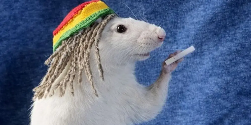 Imagem do grupo de WhatsApp ᴀ ᴍ ɪ ᴢ ᴀ ᴅ ᴇ  ᴍ ᴀ ʀ ʟ ᴇ ʏ