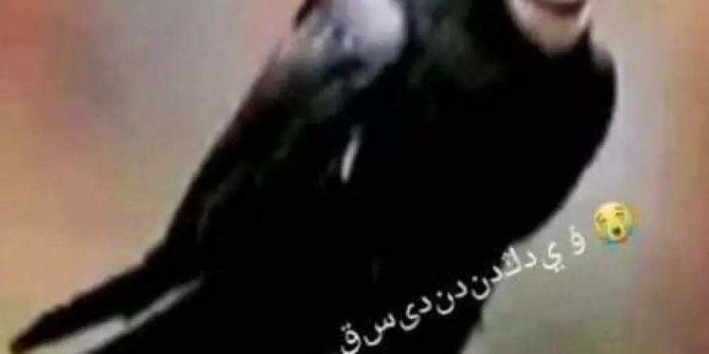 Imagem do grupo de WhatsApp 𝙰𝚖𝚒𝚣𝚊𝚍𝚎𝚜 𝚎 𝚣𝚘𝚎𝚒𝚛𝚊𝚜 👻