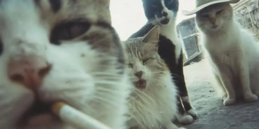 Imagem do grupo de WhatsApp 🔥⚔ 𝐓𝐇𝐄 𝐈𝐍𝐒𝐀𝐍𝐄𝐒 ⚔🔥𝟐.𝟎