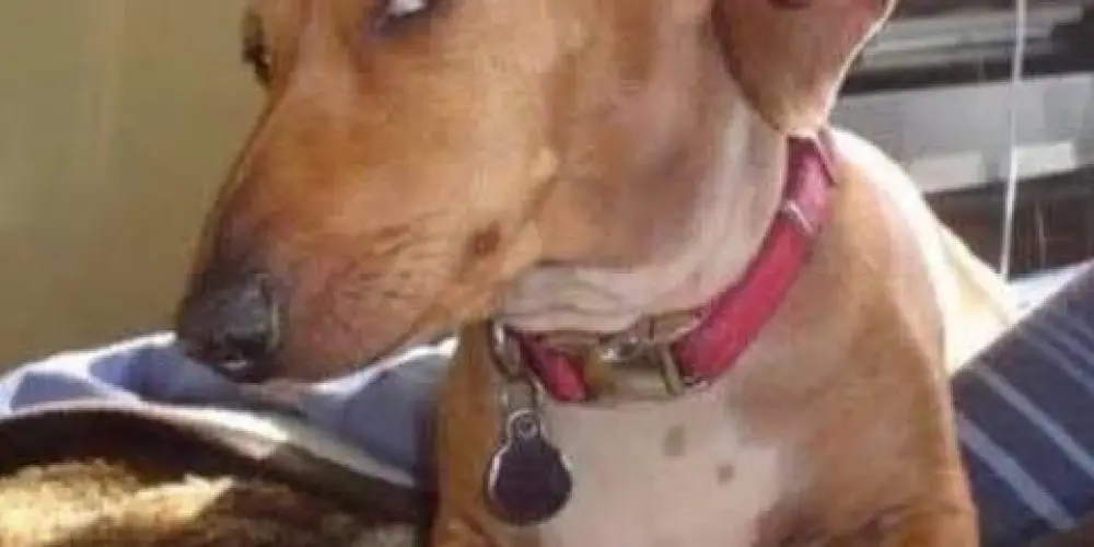 Imagem do grupo de WhatsApp 𝕻𝖆𝖘𝖘𝖆 𝖆 𝖋𝖎𝖌𝖚𝖗𝖆 😤